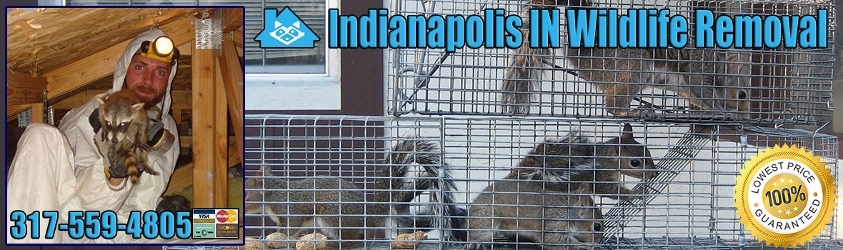 Indianapolis Wildlife and Animal Removal